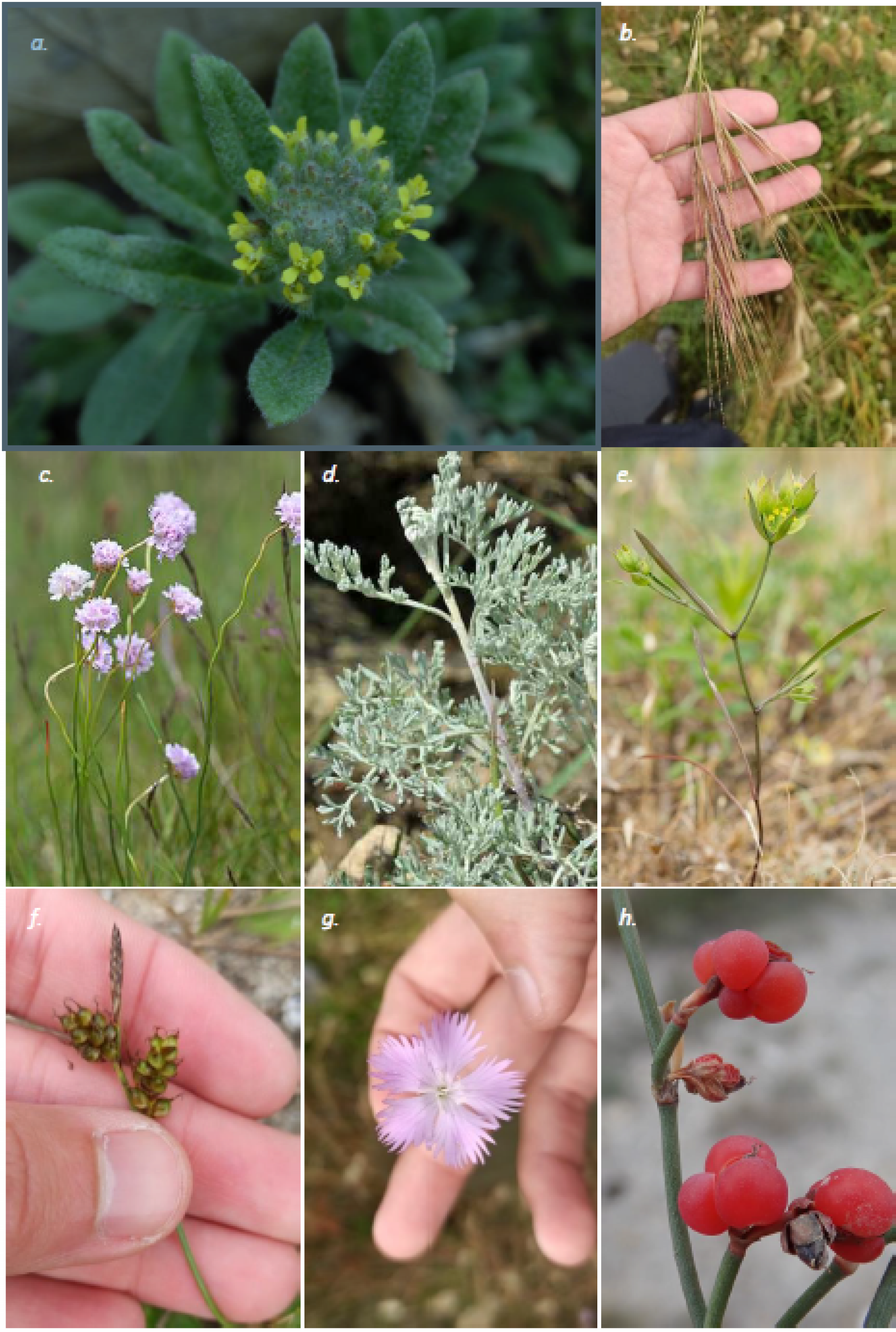 a. Alysson champêtre (Alyssum simplex), Le Driant F, Ex situ. b. Brome à deux étamines (Anisantha diandrai), Martin N., In situ. c. Armérie des sables (Armeria arenaria), Le Driant F., Ex situ. d. Armoise maritime (Artemisia maritima), Guillot G., Ex situ. e. Buplèvre du mont Baldo (Bupleurum baldens), www.preservons-la-nature.fr, Ex situ. f. Laîche à fruits lustrés (Carex liparocarpos), Azambre A., In situ. g. OEillet de France, OEillet des dunes (Dianthus gallicus), Azambre A., In situ. h. Éphèdre à deux épis (Ephedra distachya), Tinguy H., Ex situ.