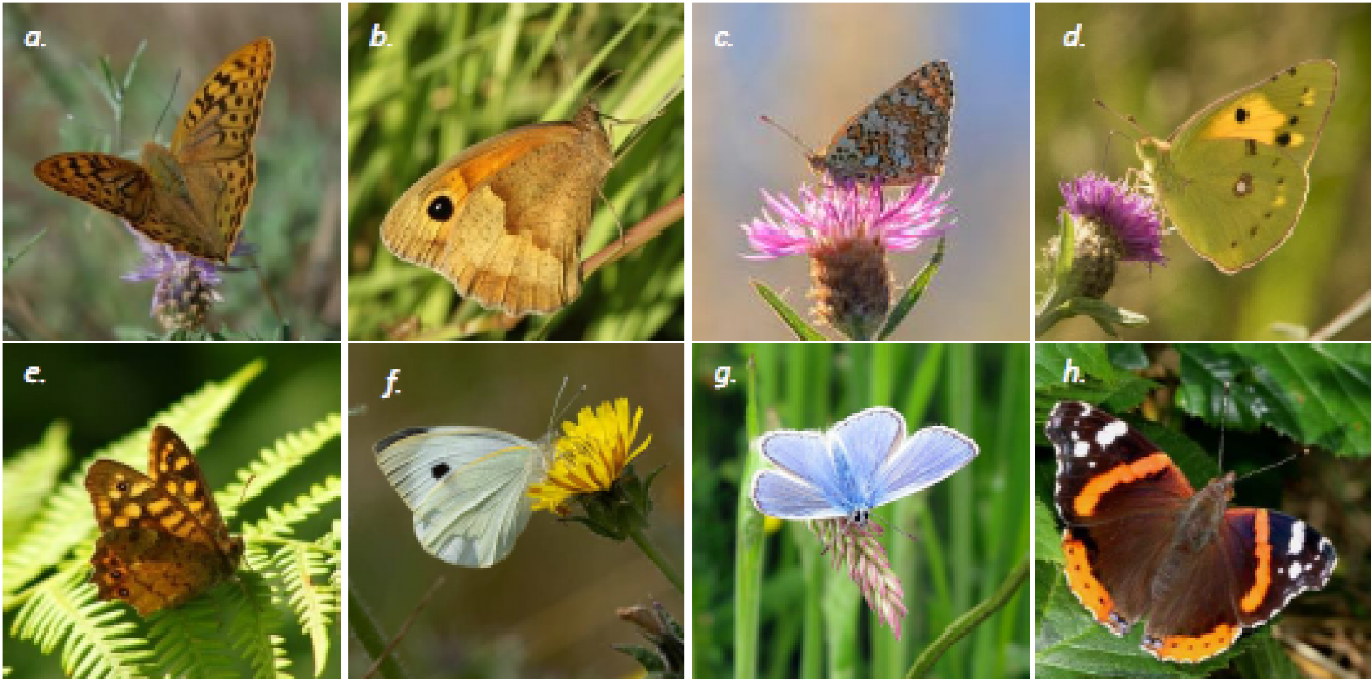 a. Cardinal (Argynnis pandora), Pénard P., In situ. b. Myrtil (Maniola jurtina), Lagadec E., Ex situ. c. Mélitée des Centaurées (Melitaea phoebe), Meertins S., Ex situ. d. Souci (Colias crocea), Laignel J., Ex situ. e. Tircis (Pararge aegeria), Lagadec E., Ex situ. f. Piéride du chou (Pieris brassicae), Coleman A., Ex situ. g. Azuré de la Bugrane (Polyommatus icarus), Austin P., Ex situ. h. Vulcain (Vanessa atalanta), Bouyon H., Ex situ.